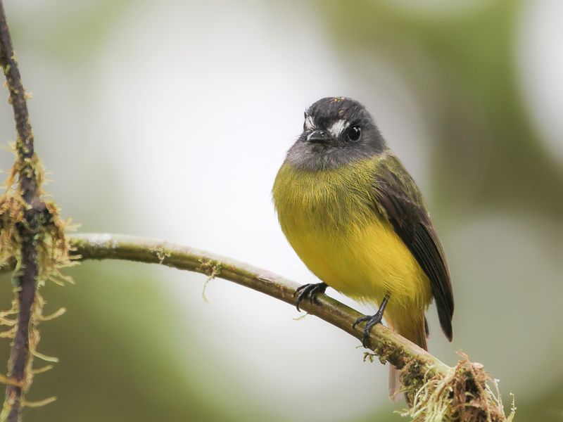 Ornate Flycatcher