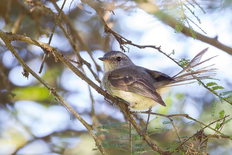 Pacific Elaenia