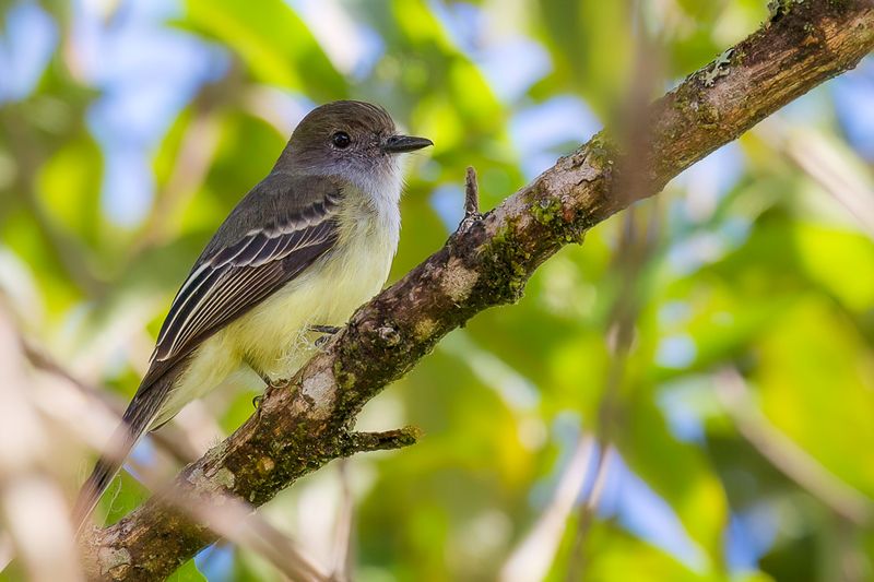 Pale-edged Flycatcher