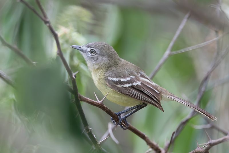 Pale-tipped Inezia