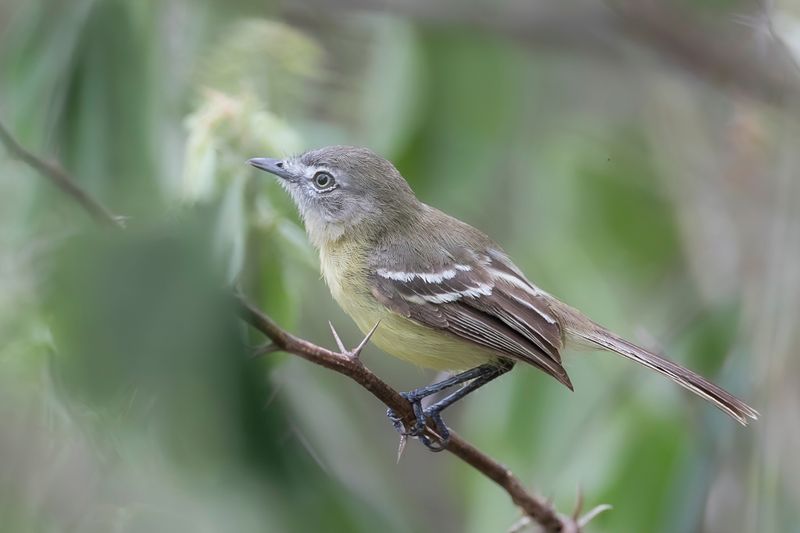 Pale-tipped Inezia