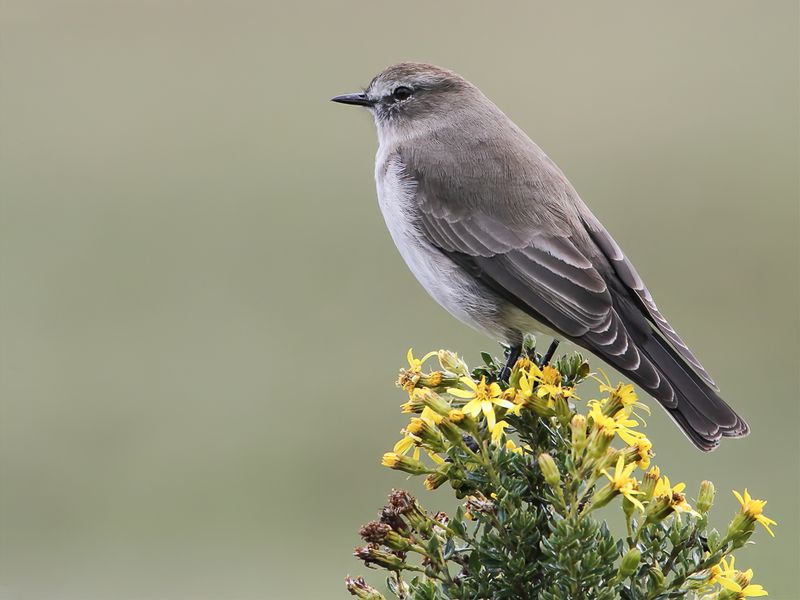 Paramo Ground Tyrant