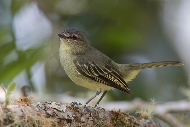 Peruvian Tyrannulet