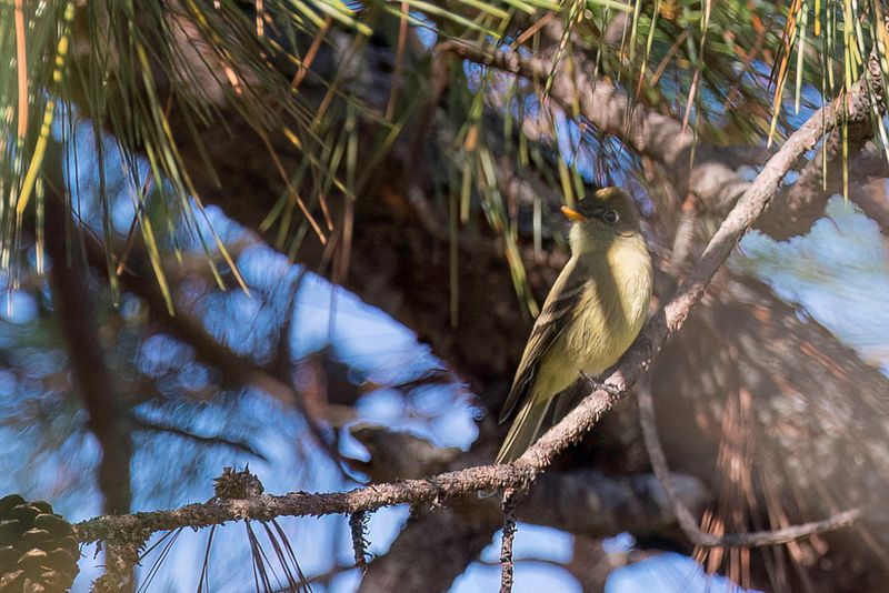 Pine Flycatcher