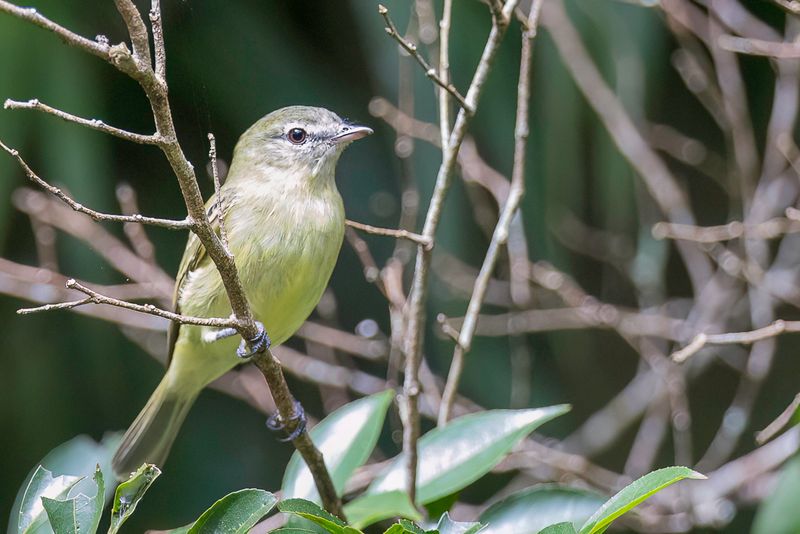 Planalto Tyrannulet