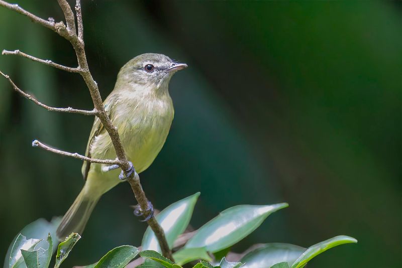 Planalto Tyrannulet