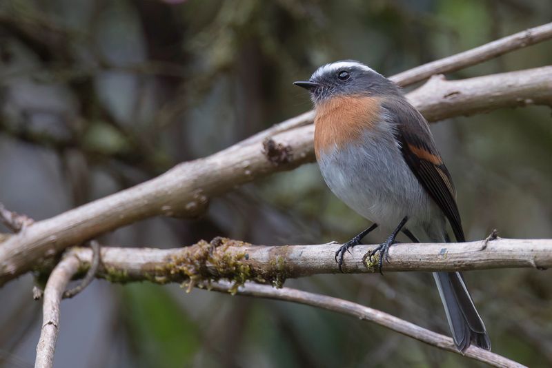 Rufous-breasted Chat-Tyrant