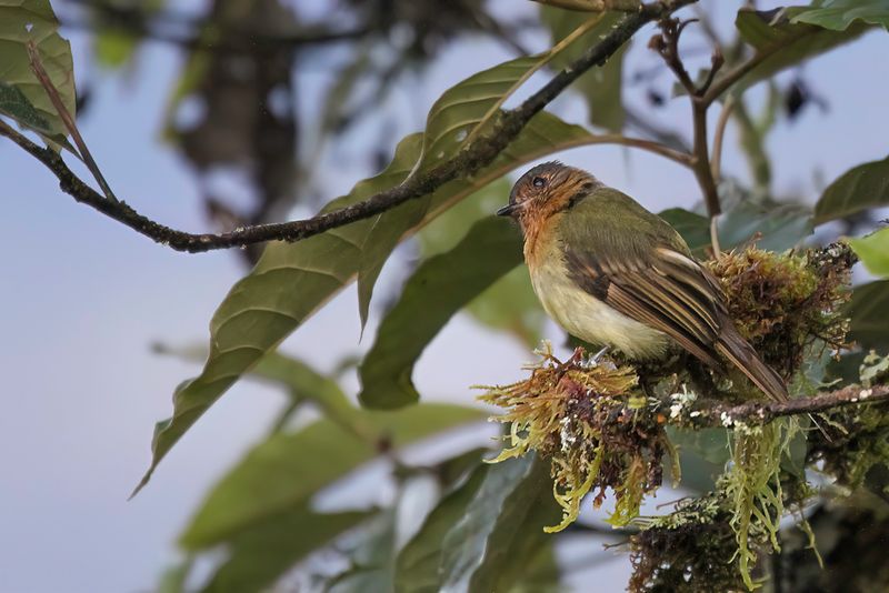Rufous-breasted Flycatcher