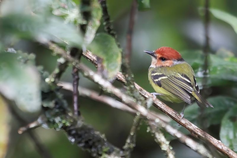 Rufous-crowned Tody-Tyrant