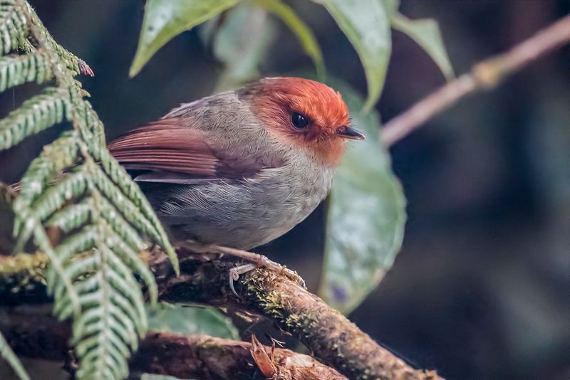 Rufous-headed Pygmy Tyrant