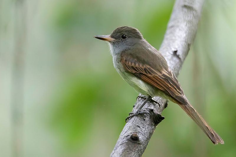 Rufous-tailed Flycatcher