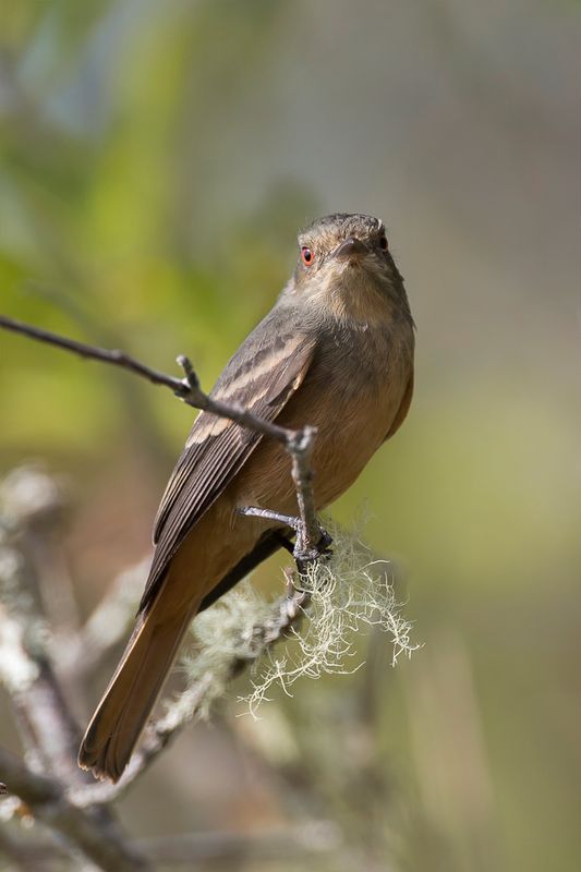 Rufous-tailed Tyrant