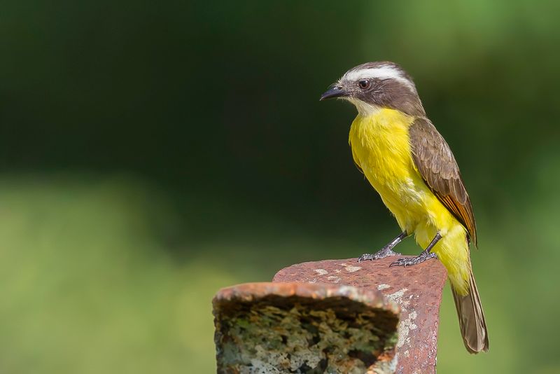 Rusty-margined Flycatcher