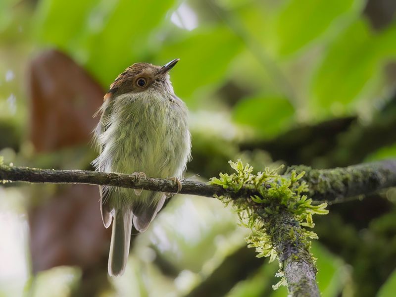 Scale-crested Pygmy Tyrant
