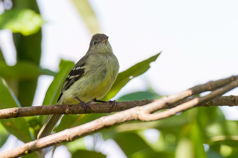 Sierran Elaenia