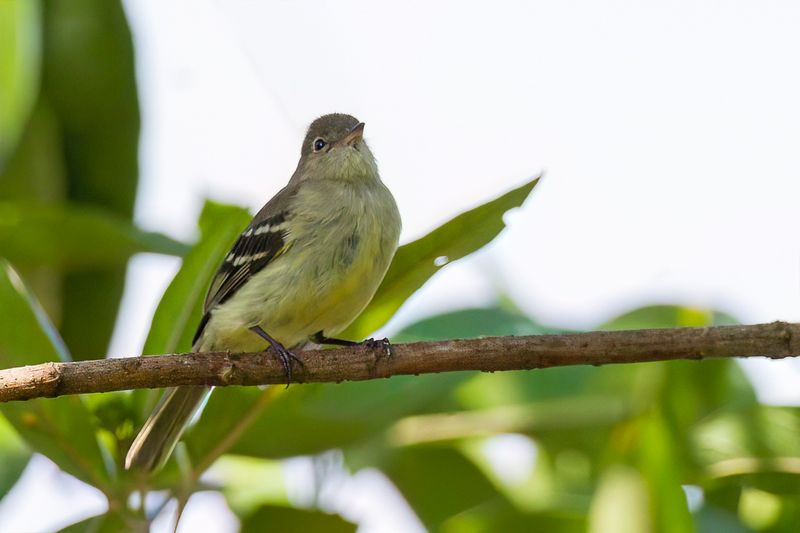 Sierran Elaenia