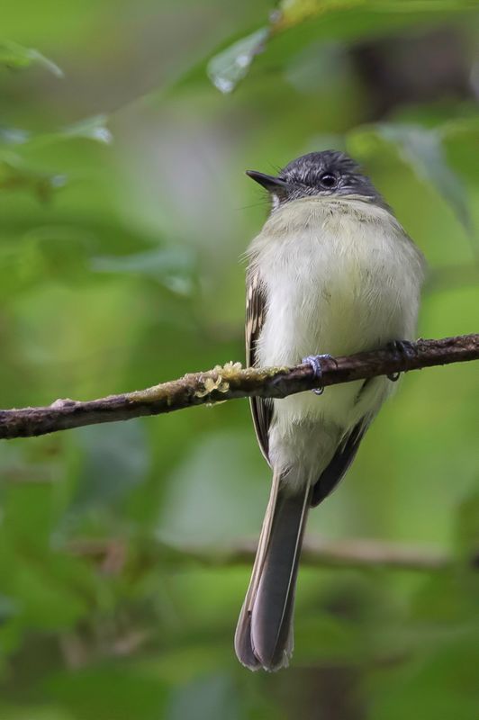 Slaty-capped Flycatcher