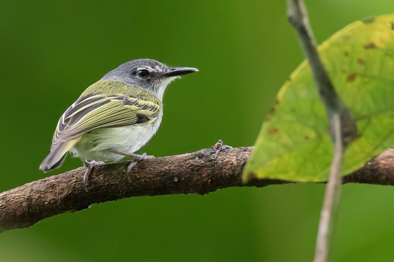Slaty-headed Tody-Flycatcher