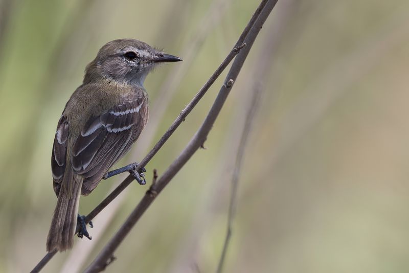 Slender-billed Inezia