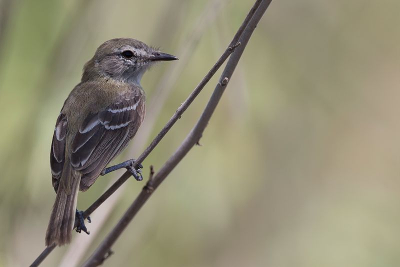 Slender-billed Inezia