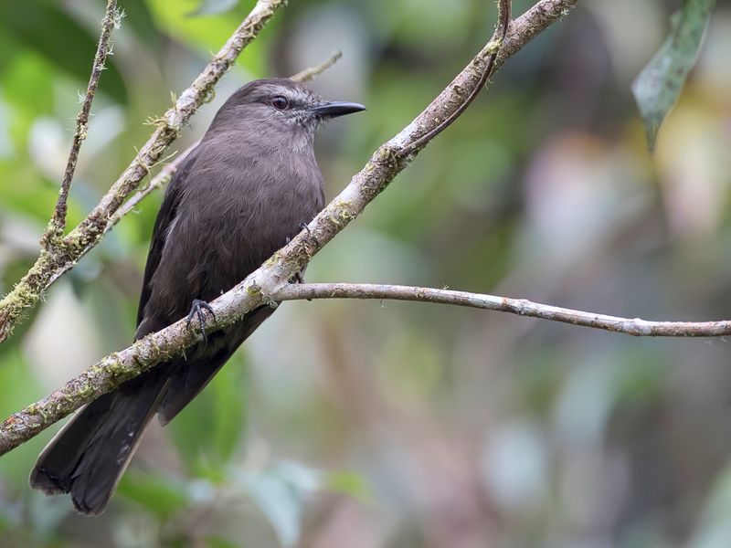 Smoky Bush Tyrant