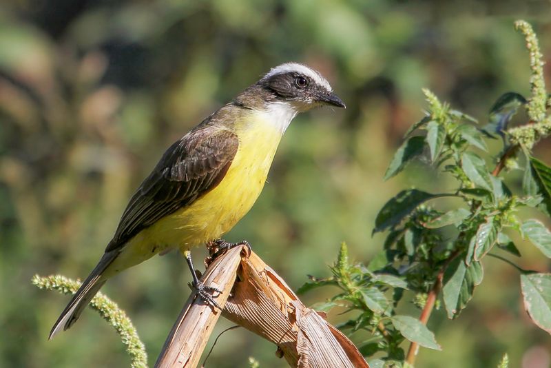 Social flycatcher