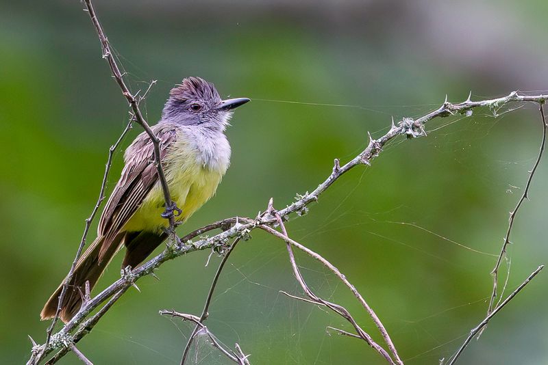 Sooty-crowned Flycatcher
