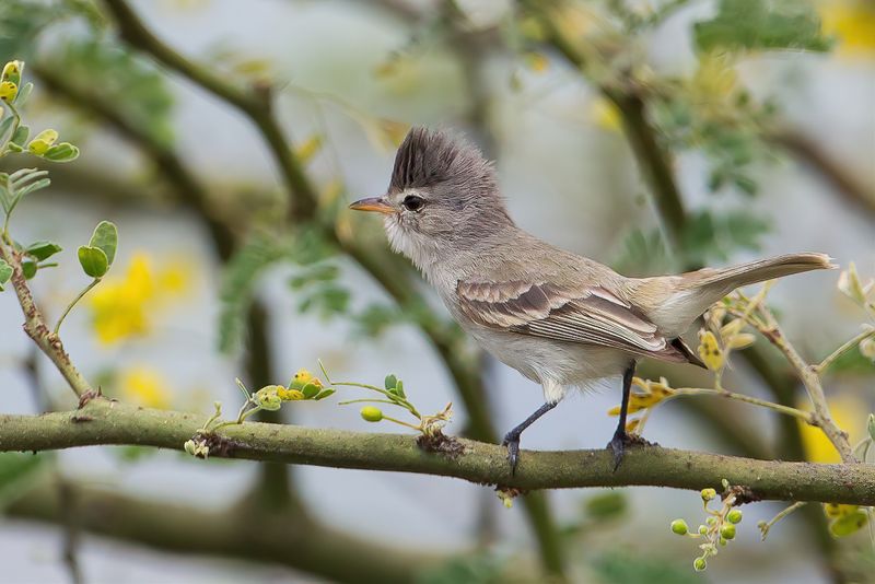 Southern Beardless Tyrannulet