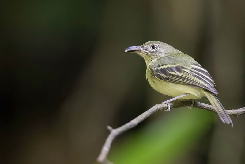 Southern Bentbill
