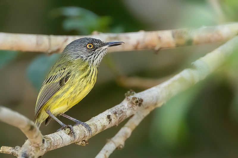 Spotted Tody-Flycatcher