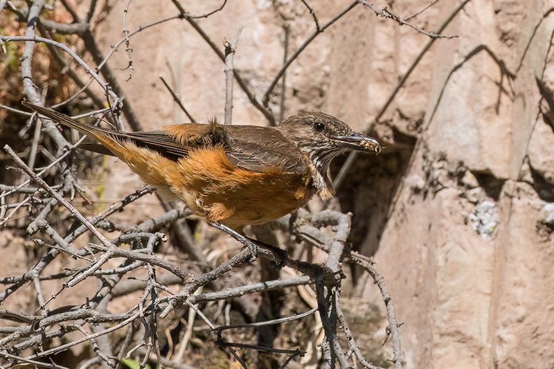 Streak-throated Bush Tyrant