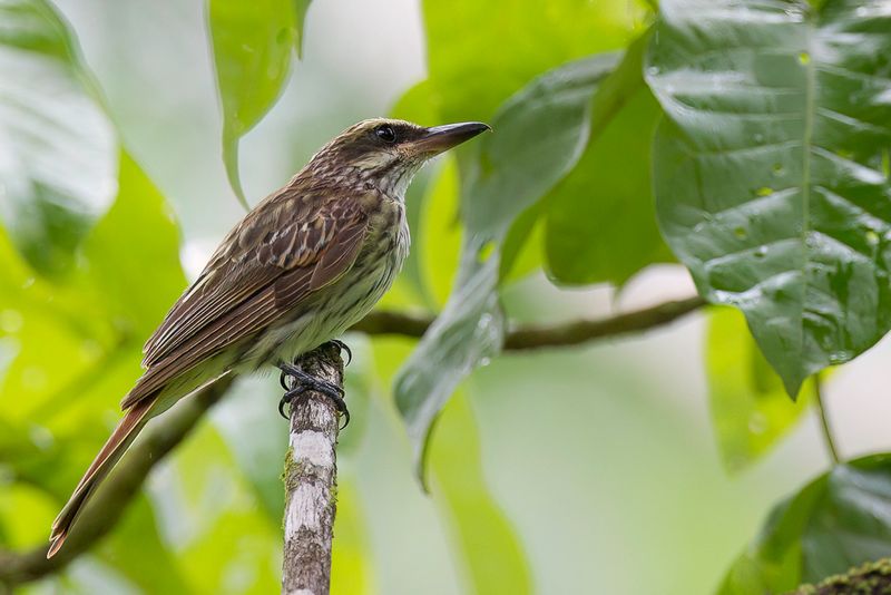 Streaked Flycatcher