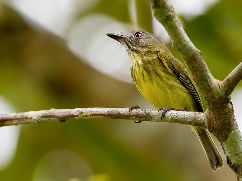 Stripe-necked Tody-Tyrant
