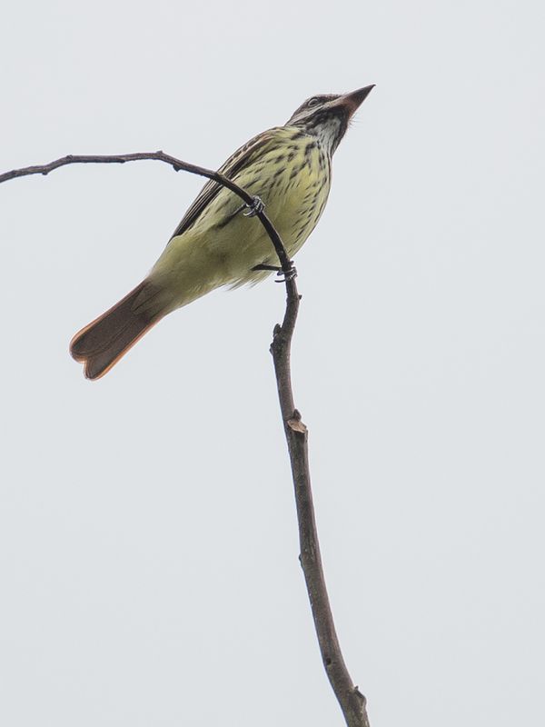 Sulphur-bellied Flycatcher