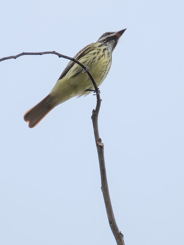 Sulphur-bellied Flycatcher