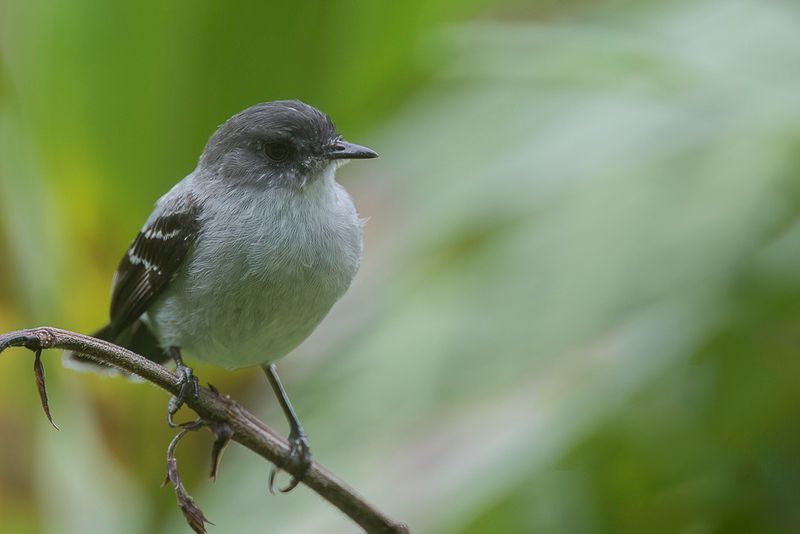 Torrent Tyrannulet