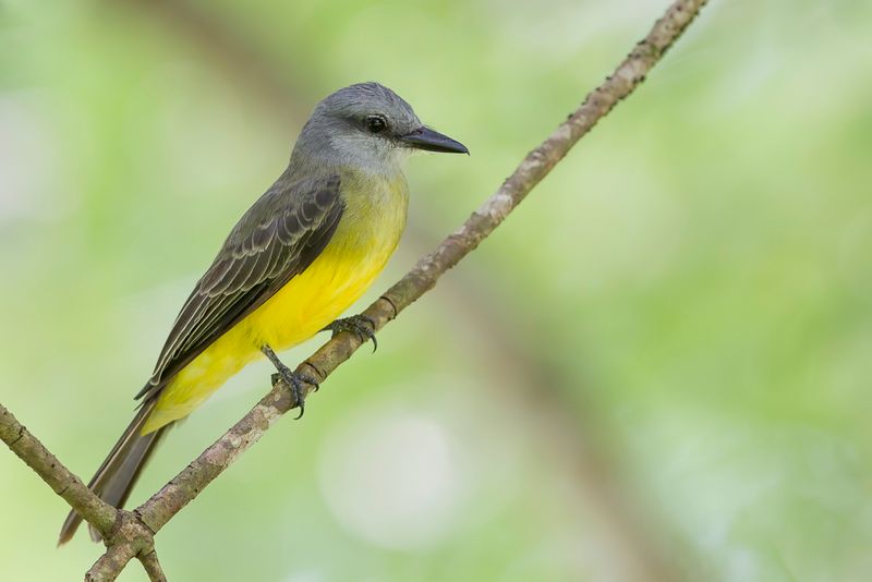 Tropical Kingbird