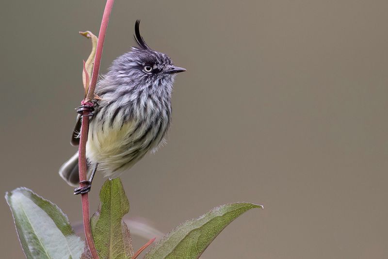 Tufted Tit-Tyrant