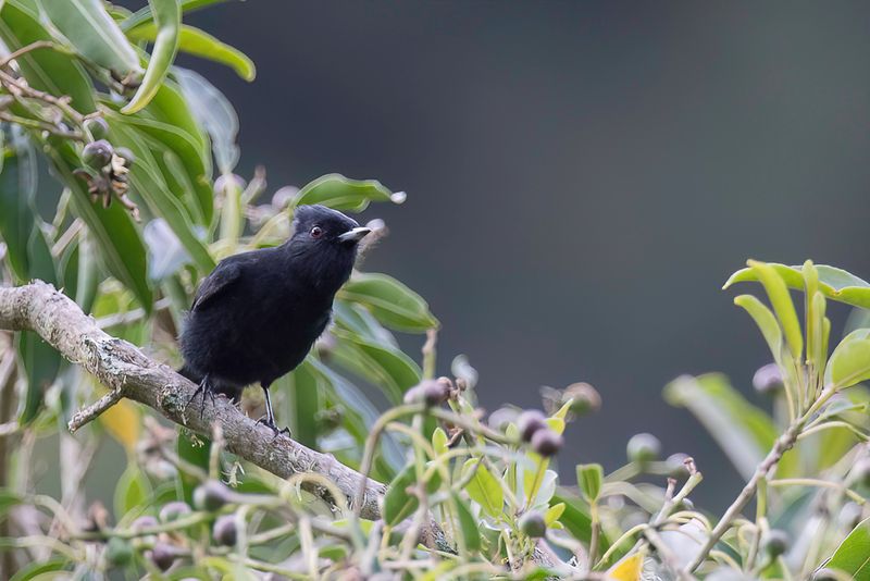 Velvety Black Tyrant
