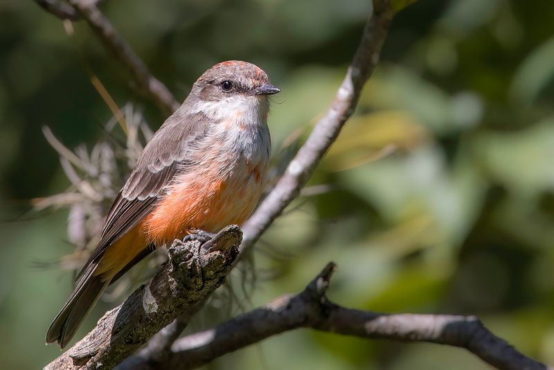 Vermilion Flycatcher (f)