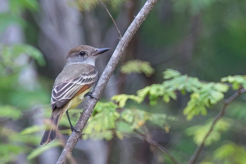 Western Flycatcher