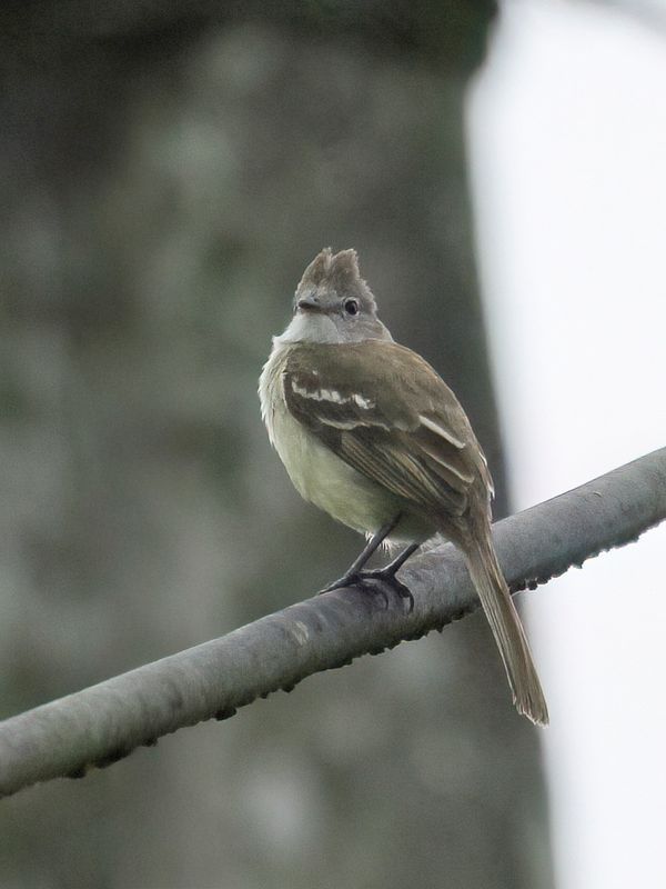 Western Wood Pewee