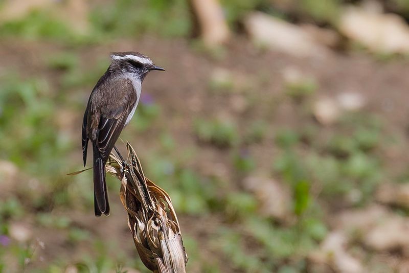 White-browed Chat Tyrant