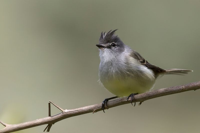 White-crested Tyrannulet