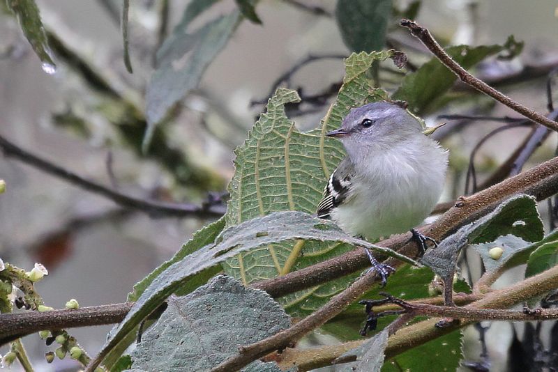 White-tailed Tyrannulet