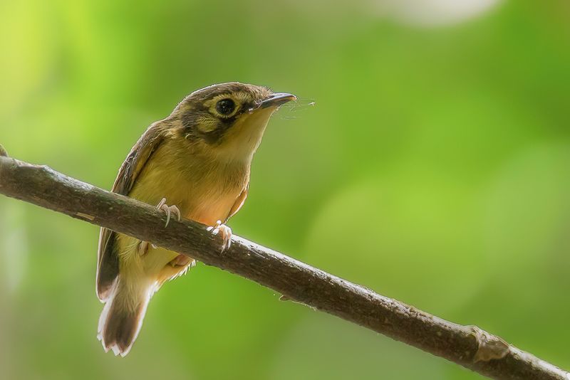 White-throated Spadebill