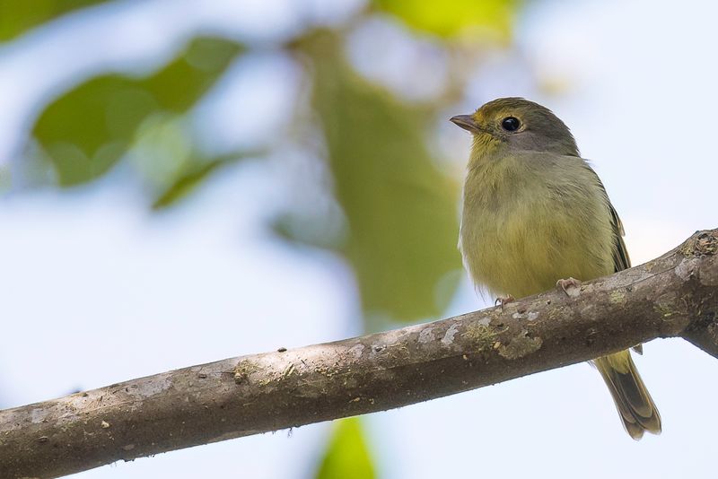 Wing-barred Piprites