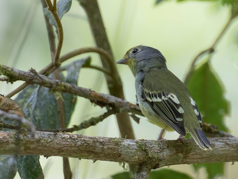 Wing-barred Piprites