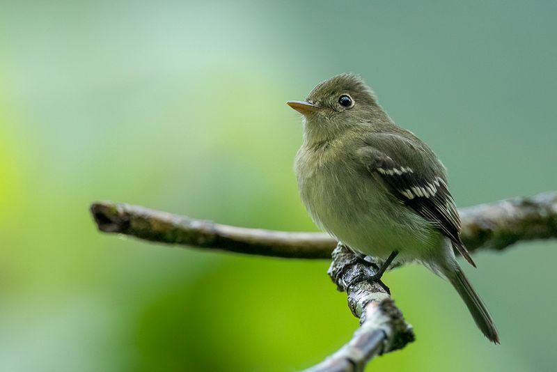 Yellow-bellied Flycatcher