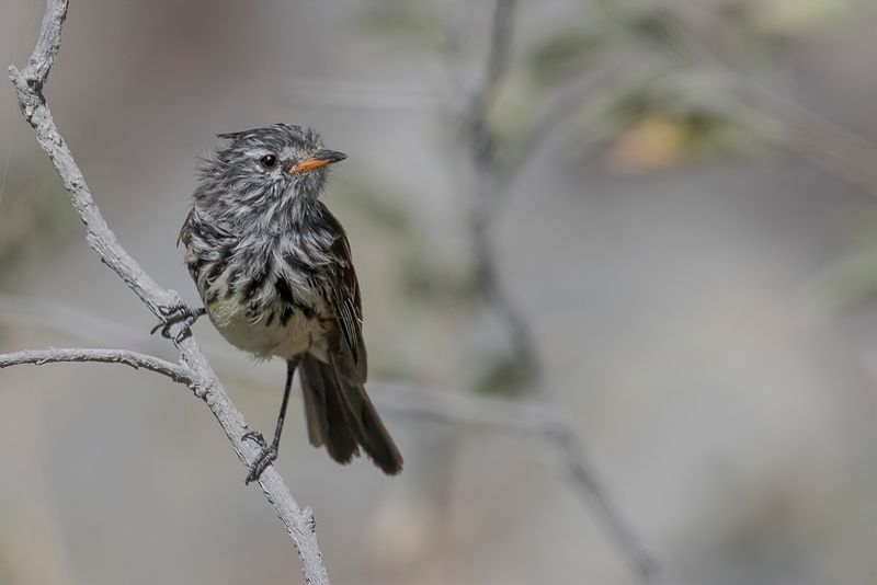 Yellow-billed Tit-Tyrant